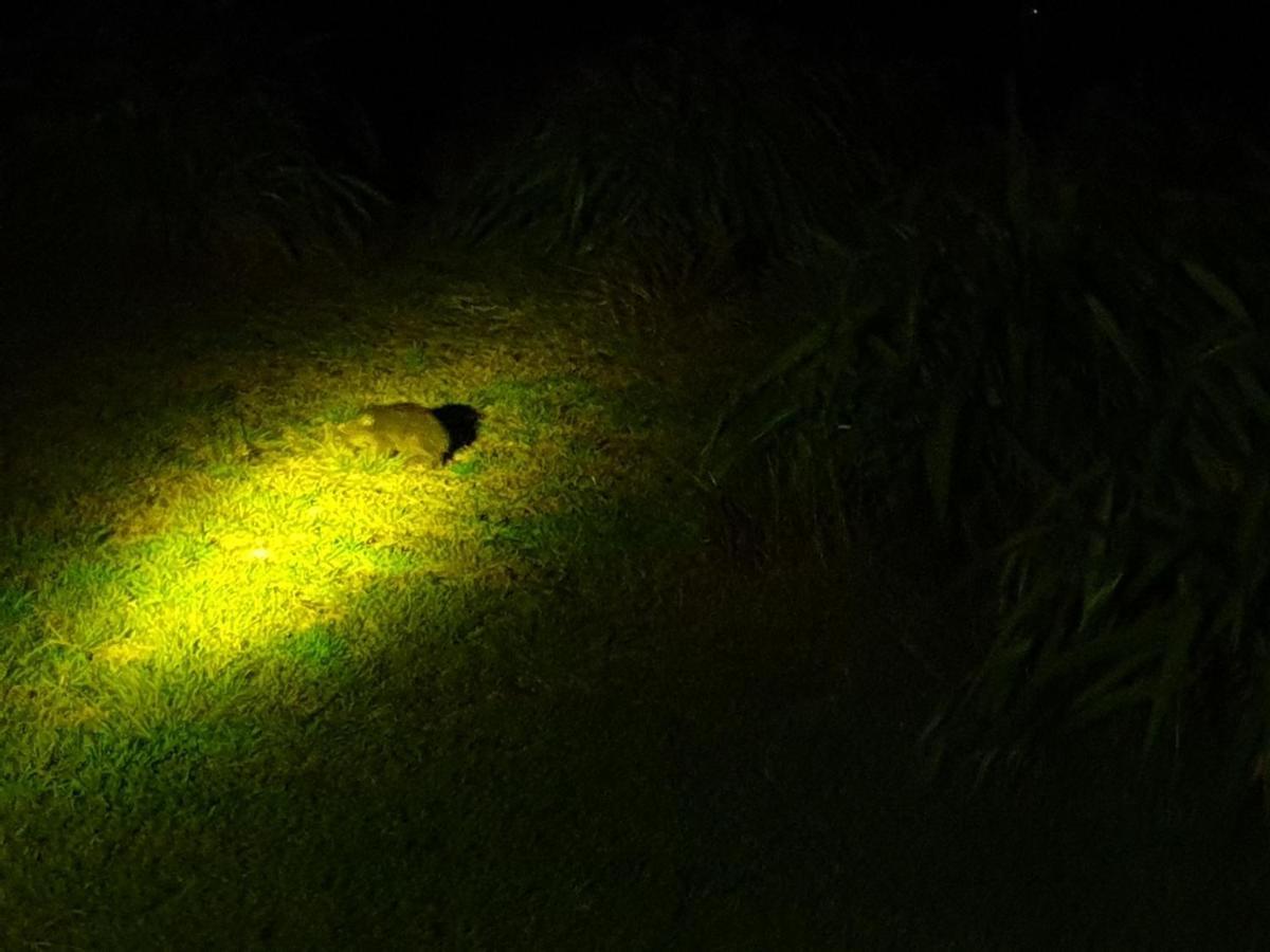 Diamond Island Resort, Restaurant & Bar And Penguin Show Bicheno Exterior foto